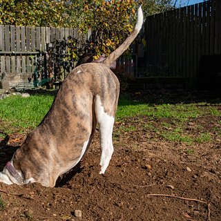 Собака выкопала загадочный снаряд во дворе дома