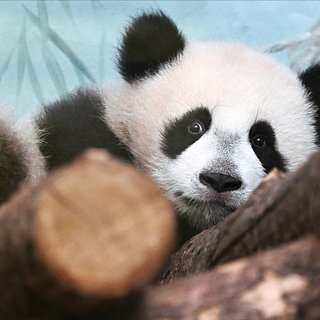 В Московском зоопарке назвали срок возвращения панды Катюши в Китай