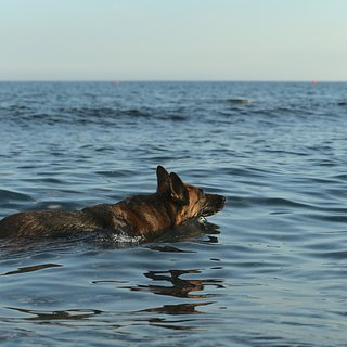 Пилот и его собака доплыли до берега после авиакатастрофы над океаном
