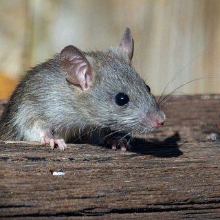 Российская пенсионерка развела в квартире полчища крыс