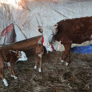 Корова в российском регионе родила Зиту и Гиту