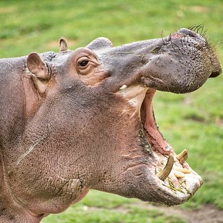 Сотрудники зоопарка семь лет считали самку бегемота самцом