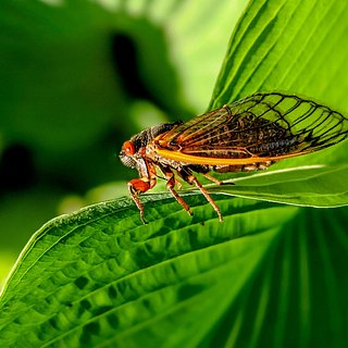 Редчайшее нашествие миллиардов насекомых напугало жителей США