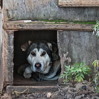 Россиянин выгнал собаку из будки и пытался спрятаться там от силовиков