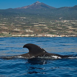 160 черных дельфинов выбросились на пляж в одной стране