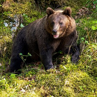 Взорвавшим медведя российским вахтовикам дали условные сроки