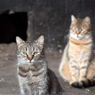 В российском городе коммунальщики замуровали кошек в подвале дома