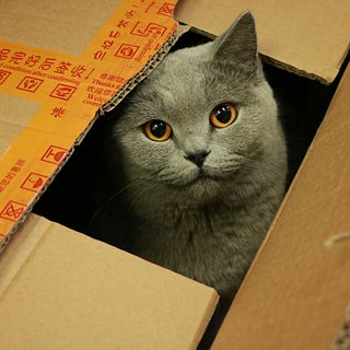 Кошка залезла в картонную коробку и случайно стала посылкой