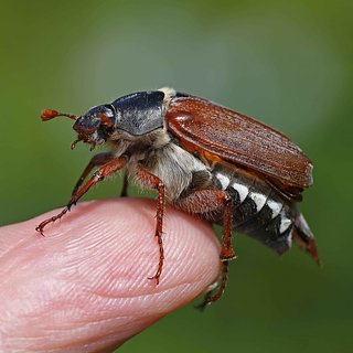 Россиян призвали защищать одних насекомых-вредителей
