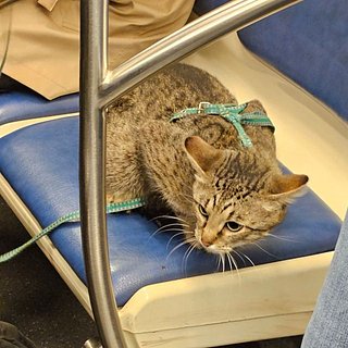 Стали известны подробности об агрессивном мужчине из метро с котом на поводке