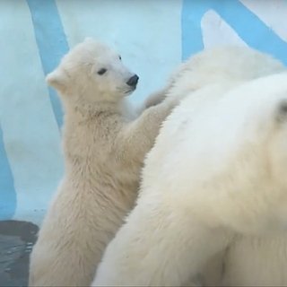 Купание белых медведей в бассейне под дождем попало на видео