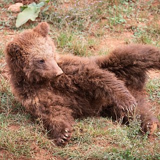 В Новосибирской области спасли медвежонка-девочку