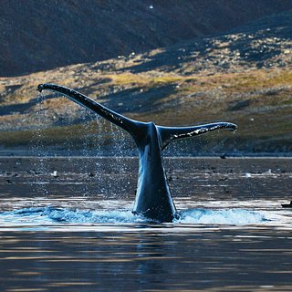 В российский регион вернулись серые киты