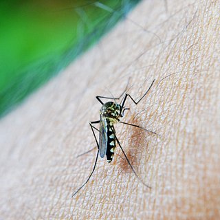 В Дубае началось нашествие переносящих опасные болезни комаров