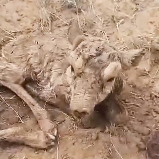 В российском регионе родились детеныши редких антилоп