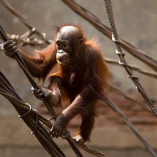 Малайзия по примеру Китая запустит «дипломатию орангутанов»