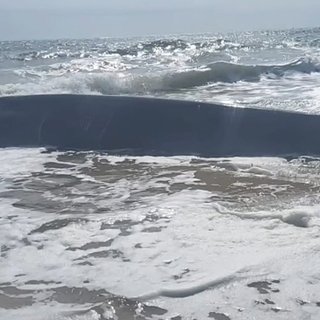 15-метровый кит подплыл слишком близко к берегу из-за болезни
