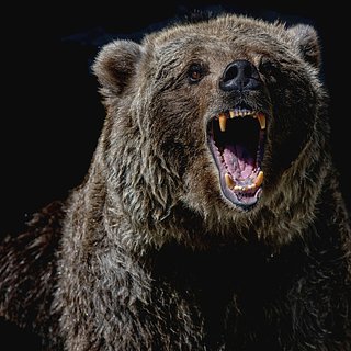 Медведи-каннибалы проснулись в российском регионе