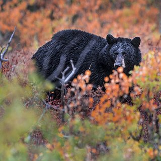 Медведь вытащил водителя из машины и уволок в лес