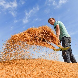 России предрекли снижение урожая зерна